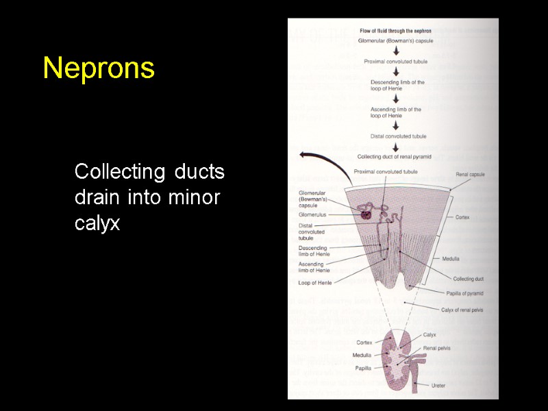 Neprons Collecting ducts drain into minor calyx